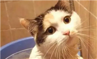 猫多长时间洗澡一次合适