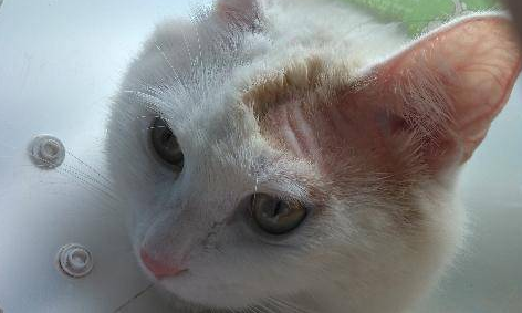 猫咪秃了一块但是皮肤干净没有挠 猫咪秃了一块但是皮肤干净没有挠