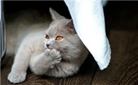 猫鼻头不湿润了,有一点点干