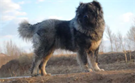 成年高加索犬能长多大