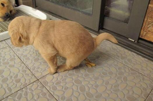 金毛犬怎么训练大小便 金毛犬怎么训练大小便