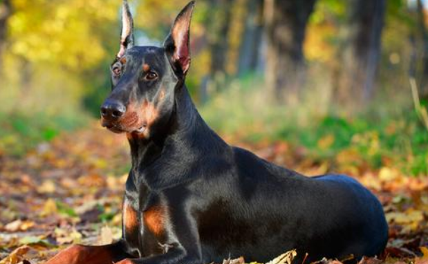 最凶猛的猎犬是什么犬 最凶猛的猎犬是什么犬