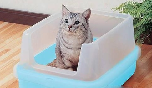 猫咪便便一粒一粒的正常吗