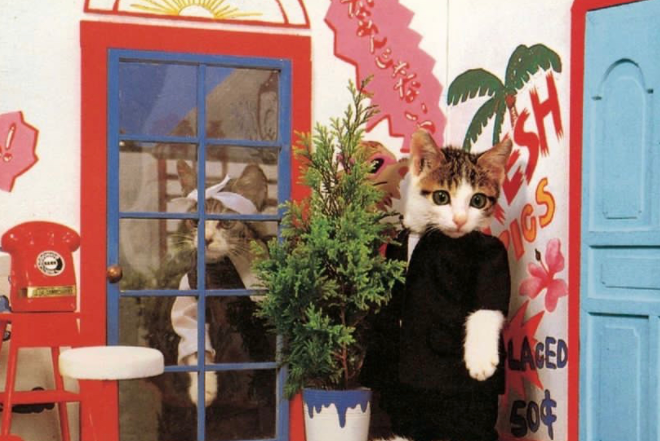 捡了4只小奶猫，却意外靠它们赚了几十亿…这是捡了财神爷啊