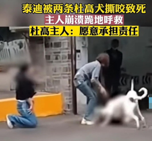 泰迪被两条杜高犬撕咬致死，主人跪地呼救