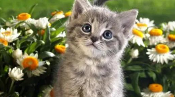 猫咪秃毛是不是一定得了猫癣 猫咪秃毛是不是一定得了猫癣