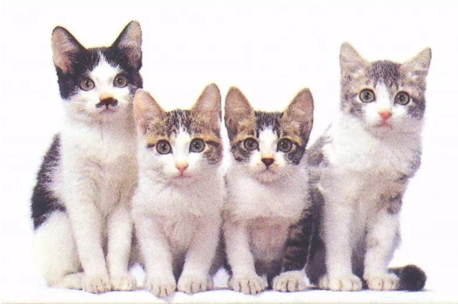 捡了4只小奶猫，却意外靠它们赚了几十亿…这是捡了财神爷啊