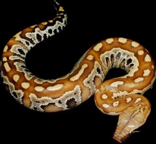 又长又粗,一文揭示血蟒的真实面目!