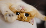 猫角膜炎怎么治疗最好