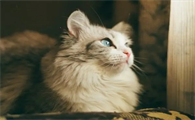 猫咪拉稀了但是精神挺好的