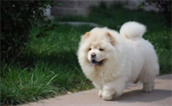 松狮犬有白色的吗
