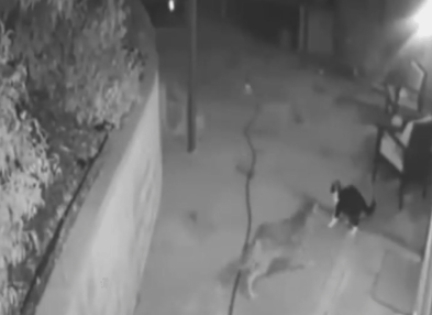 一猫大战三野狼,竟然都被打跑了!猫猫的战斗力到底有多强? 一猫大战三野狼,竟然都被打跑了!猫猫的战斗力到底有多强?