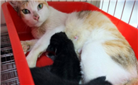 猫咪喂奶的时候呼吸急促是什么情况啊
