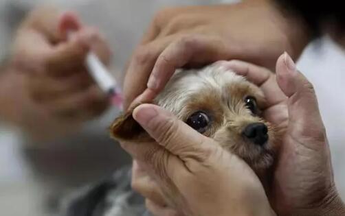 狗狗得了狂犬病多久会死