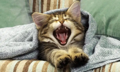 出生几天的小猫突然死了什么原因