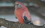 岩蕨植被区竟有一只隐身鸟！漂亮的红色伯克氏鹦鹉你喜欢吗？
