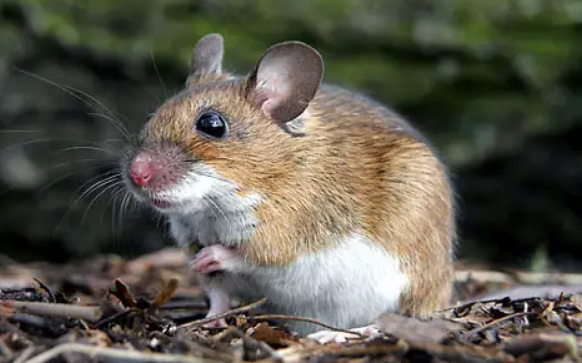 墨西哥田鼠体长一般不超过15cm,尾巴很短,通常是体长的1/3或1/4