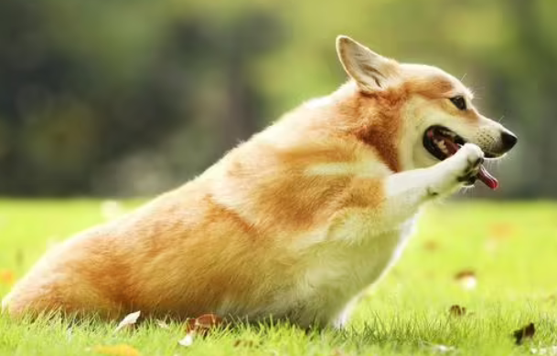 十大最萌的小型犬 十大最萌的小型犬