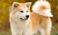 秋田犬是哪个国家的品种