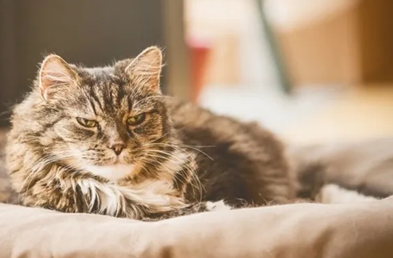 猫咪突然体重下降是怎么回事
