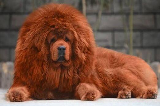 松狮犬和藏獒的区别