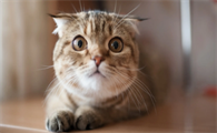 小猫下巴有黑色渣渣怎么治疗