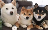 柴犬不是土狗吗为什么这么贵