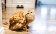 驱虫之后猫为什么会抓挠脖子