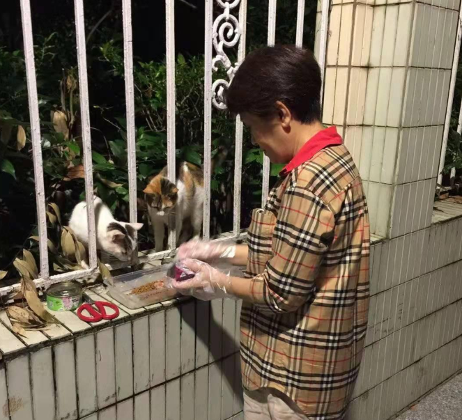 小猫跑进富人区被打断腿，死前爬回救助人身边，只为看她最后一眼