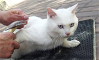 猫咪哮喘症状和吐毛有什么区别