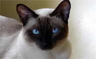 暹罗猫和罗星猫区别