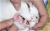 猫咪口炎在家怎么治疗