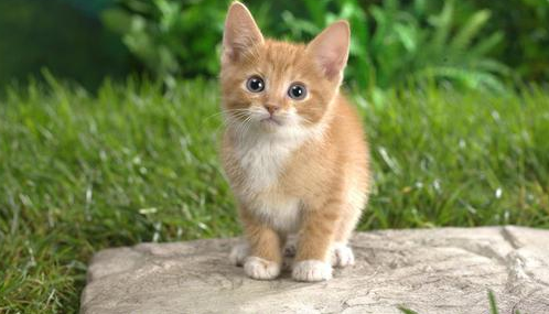 猫摔了一下腿瘸了自己能痊愈吗 猫摔了一下腿瘸了自己能痊愈吗