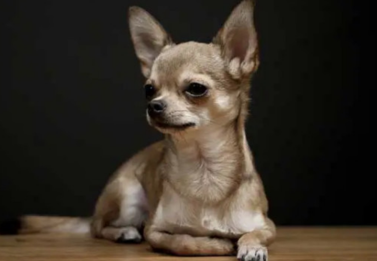 吉娃娃和小鹿犬的区别
