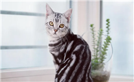 饲养美国短毛猫的方法，你get了吗？