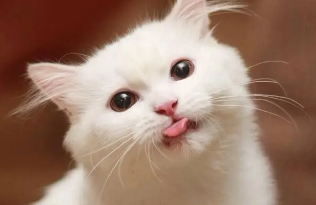 猫咪呕吐之后应该吃什么东西