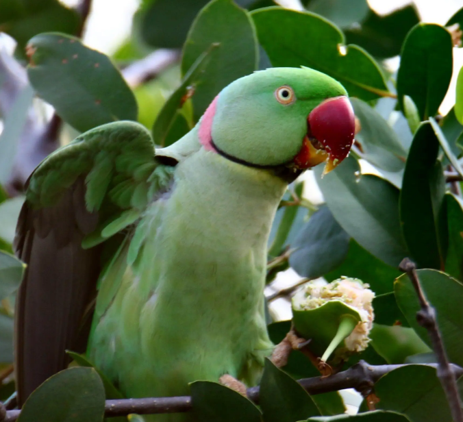亚历山大鹦鹉是几级保护动物