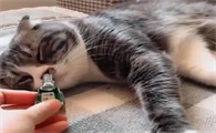 猫咪不小心闻了风油精怎么办