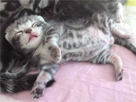出生后的小猫崽,几天后可以睁眼见太阳 出生后的小猫崽,几天后可以睁眼见太阳
