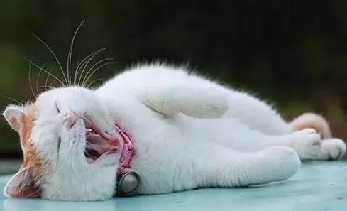 猫咪喉咙里呼噜呼噜的有痰样的