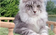 千万别养缅因猫,养缅因猫的十大忠告