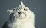 猫喷出褐色液体很臭怎么回事