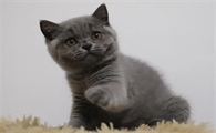 二个月的英短蓝猫能吃鸡蛋吗