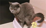 猫乱拉屎的原因是什么,而且埋不住屎