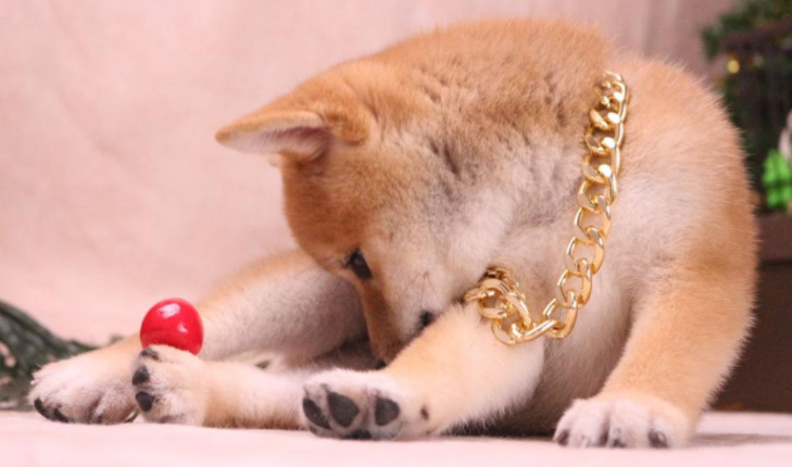 豆柴犬多少钱一只幼崽