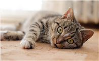 多大的小猫咪可以吃猫草