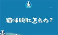 猫咪脱肛是什么原因造成的