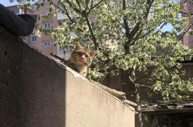 顶级渣猫:外面浪了一辈子,老了知道回家了 顶级渣猫:外面浪了一辈子,老了知道回家了