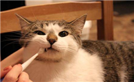 猫口角炎会自愈吗
