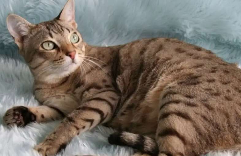 小猫生下来一动不动是不是死了 小猫生下来一动不动是不是死了